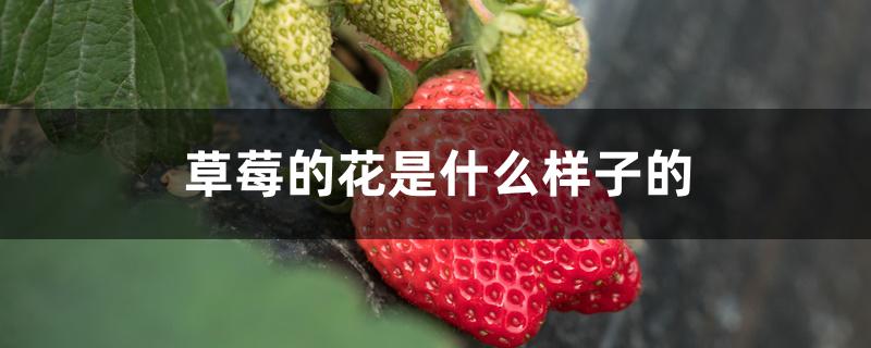 草莓的花是什么样子的