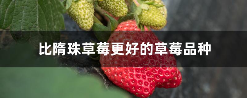 比隋珠草莓更好的草莓品种