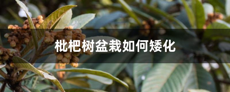 枇杷树盆栽如何矮化