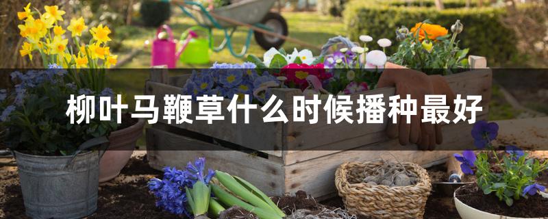 柳叶马鞭草什么时候播种最好