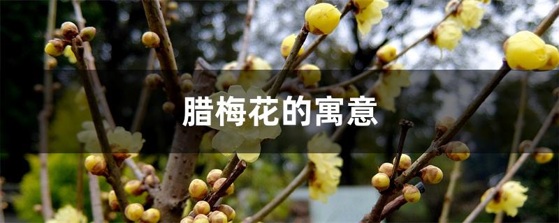 腊梅花的寓意