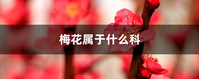 梅花属于什么科