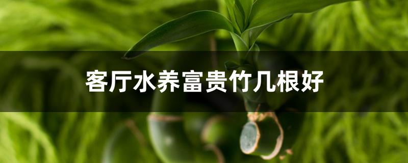 客厅水养富贵竹几根好