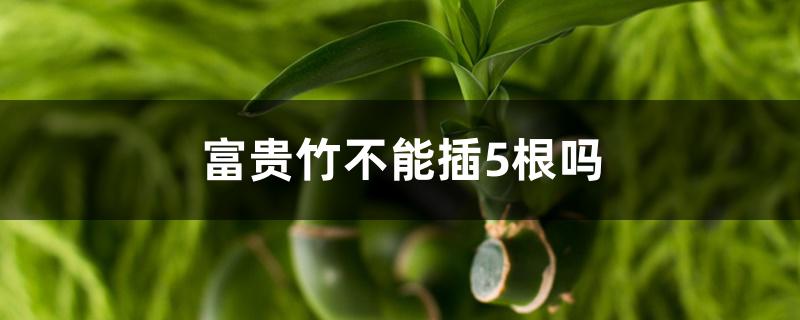 富贵竹不能插5根吗