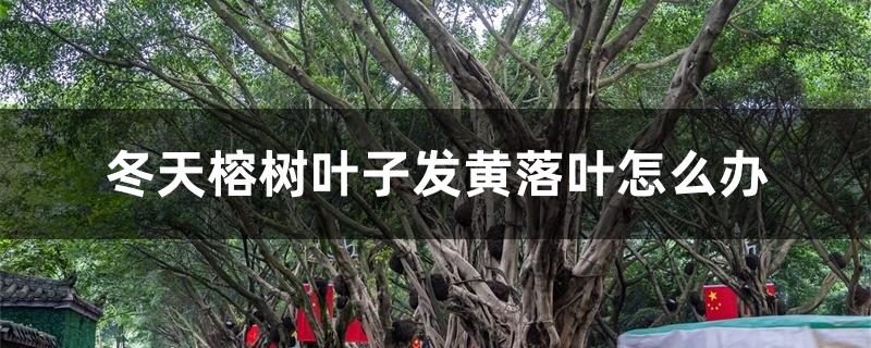 冬天榕树叶子发黄落叶怎么办