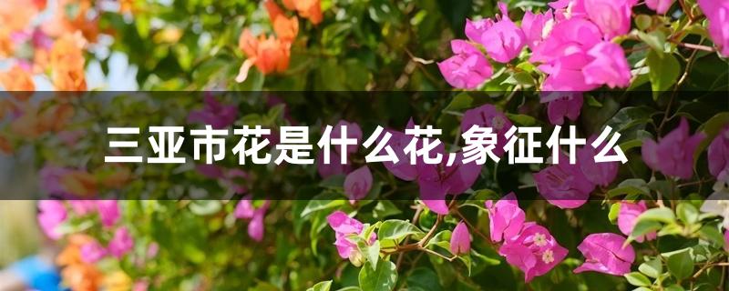 三亚市花是什么花,象征什么