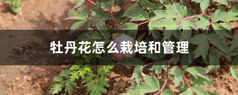 牡丹花怎么栽培和管理