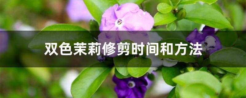 双色茉莉修剪时间和方法