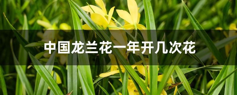 中国龙兰花一年开几次花