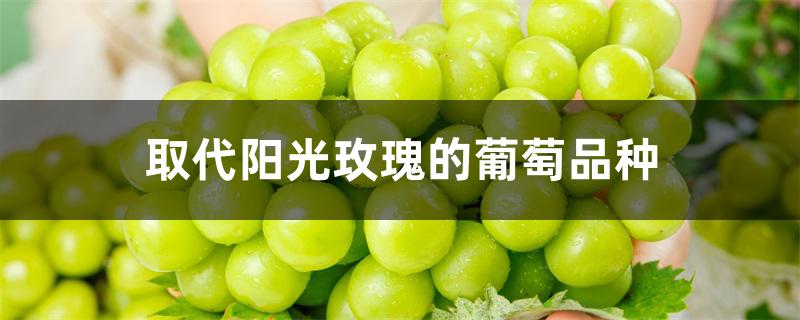 取代阳光玫瑰的葡萄品种