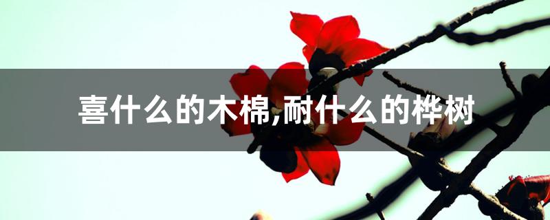 喜什么的木棉,耐什么的桦树 喜什么的木棉,耐什么的桦树