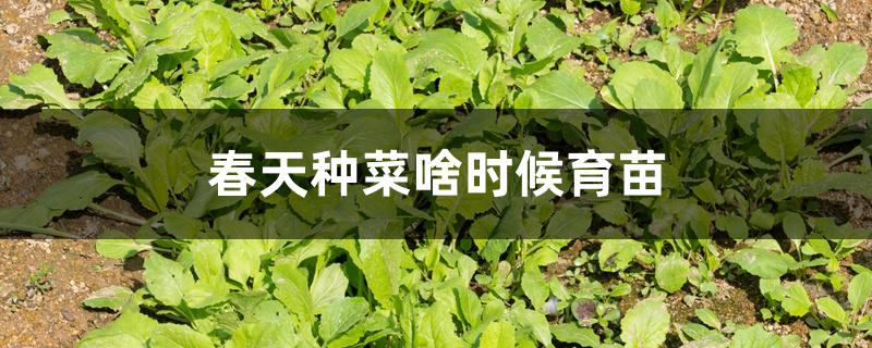 春天种菜啥时候育苗