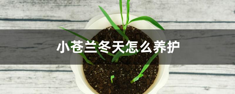 小苍兰冬天怎么养护