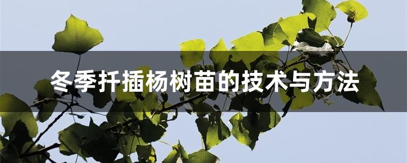 冬季扦插杨树苗的技术与方法