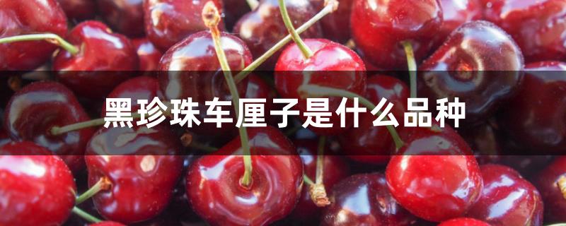 黑珍珠车厘子是什么品种