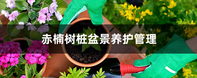 赤楠树桩盆景养护管理