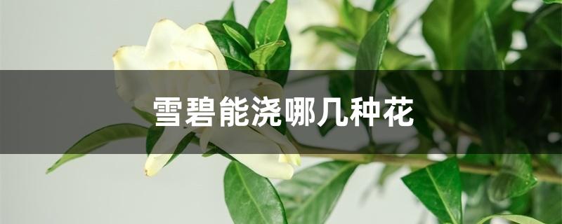 雪碧能浇哪几种花