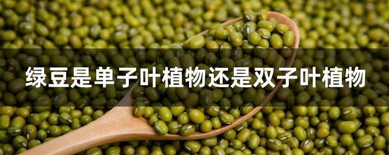 绿豆是单子叶植物还是双子叶植物