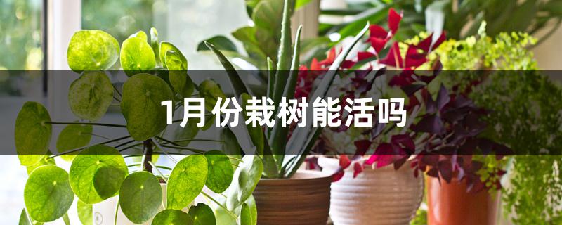 1月份栽树能活吗