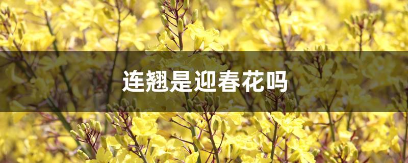 连翘是迎春花吗