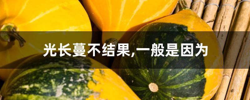 光长蔓不结果,一般是因为