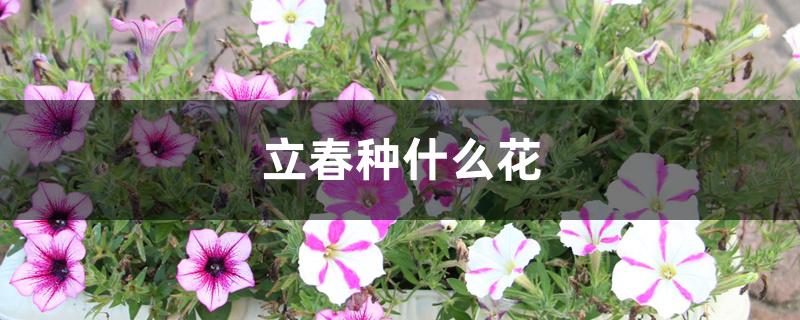 立春种什么花