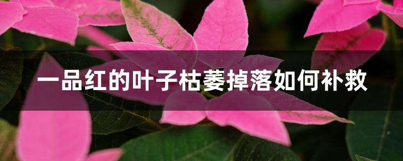 一品红的叶子枯萎掉落如何补救