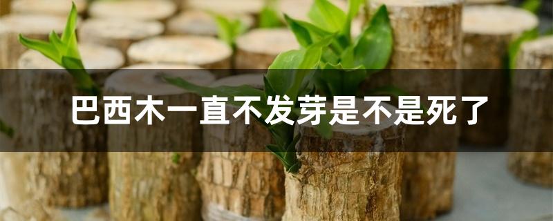 巴西木一直不发芽是不是死了