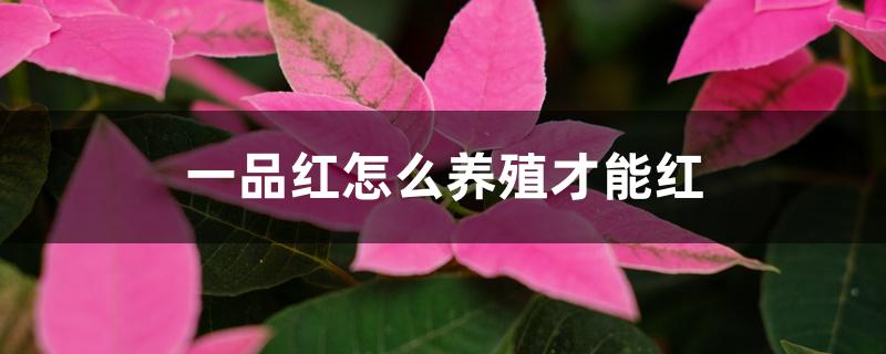 一品红怎么养殖才能红