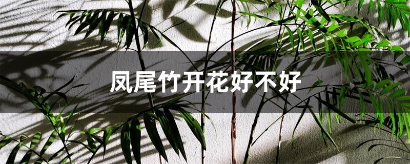 凤尾竹开花好不好 凤尾竹开花好不好