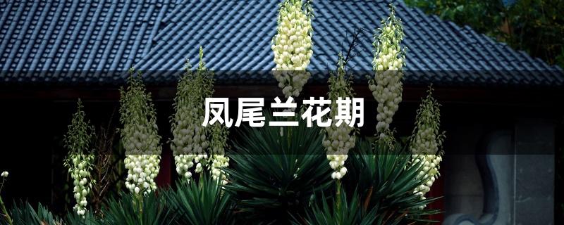 凤尾兰花期