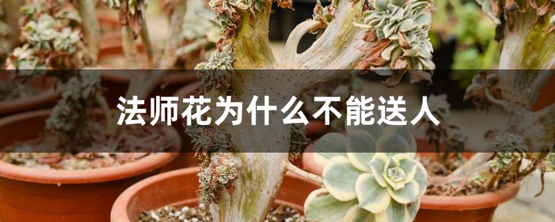 法师花为什么不能送人