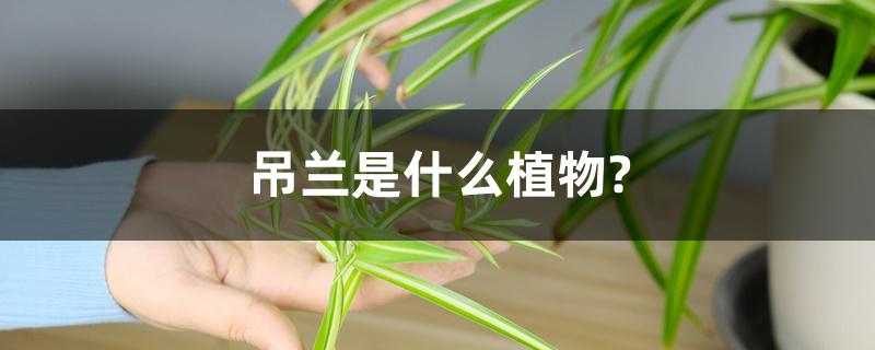 吊兰是什么植物?