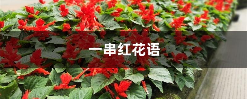 一串红花语