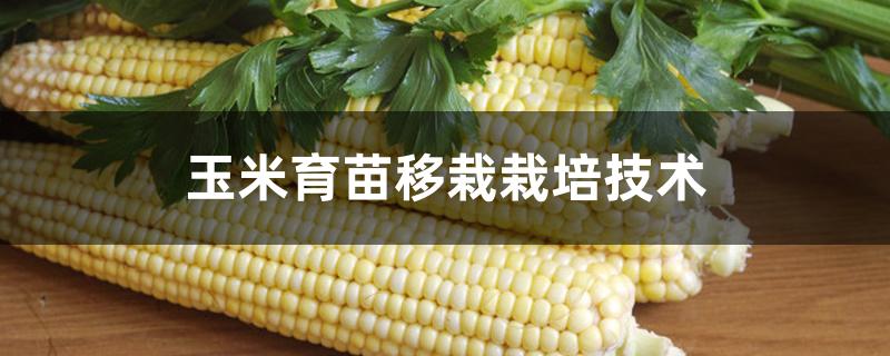 玉米育苗移栽栽培技术