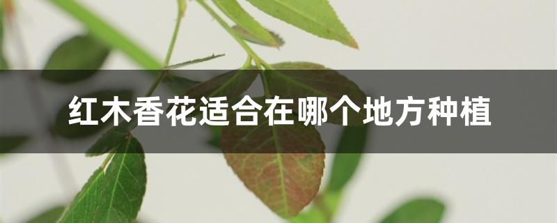 红木香花适合在哪个地方种植