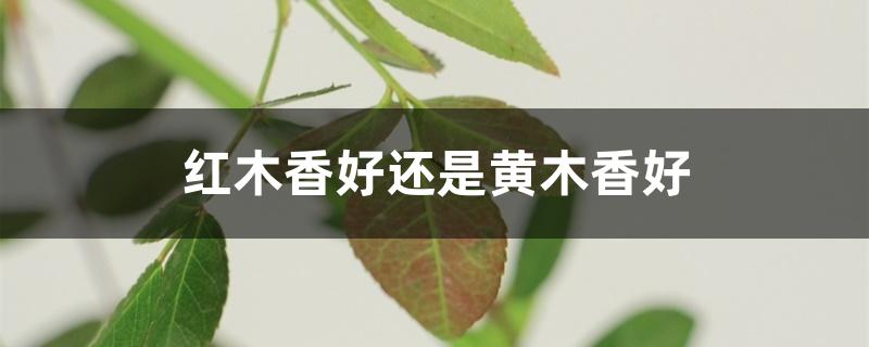 红木香好还是黄木香好