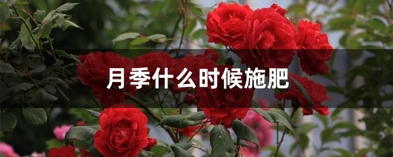 月季什么时候施肥