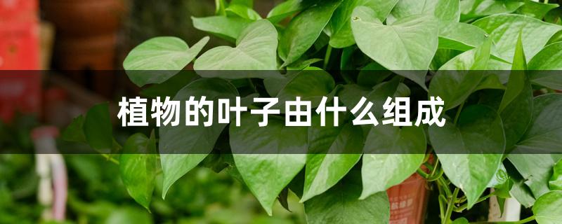 植物的叶子由什么组成