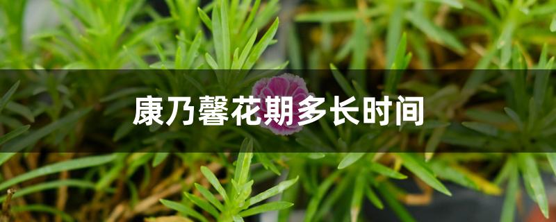 康乃馨花期多长时间 康乃馨花期多长时间