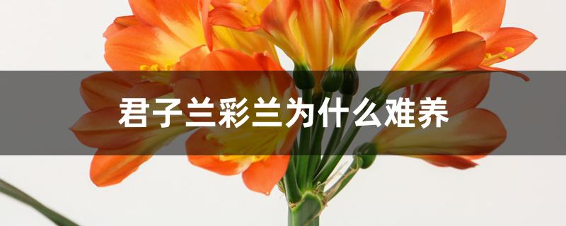 君子兰彩兰为什么难养