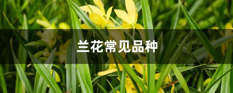 兰花常见品种