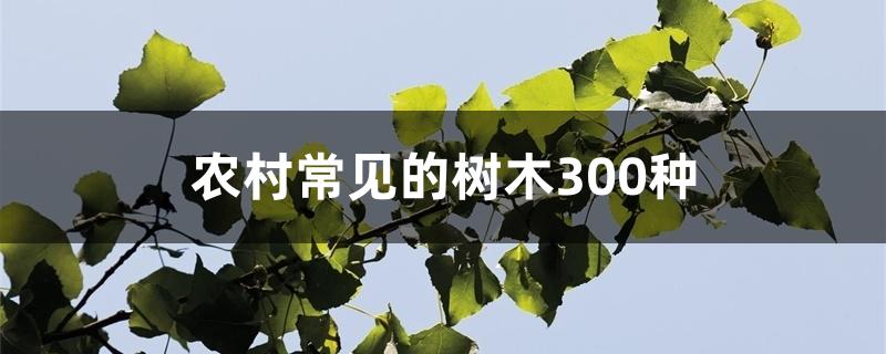 农村常见的树木300种