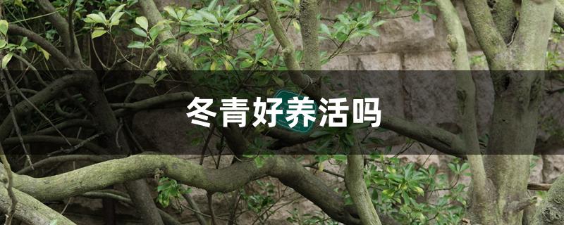 冬青好养活吗