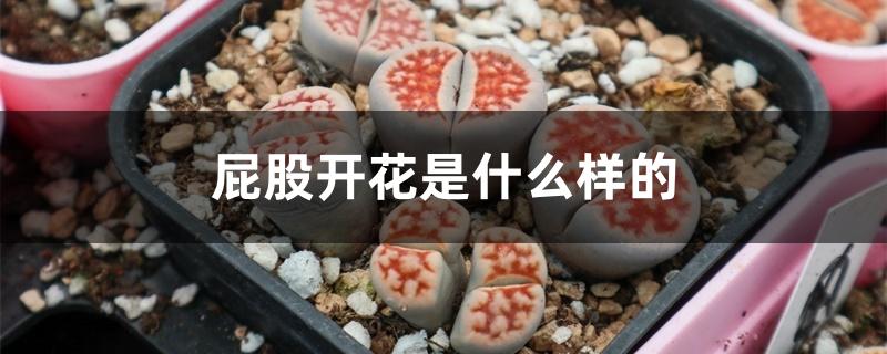 屁股开花是什么样的