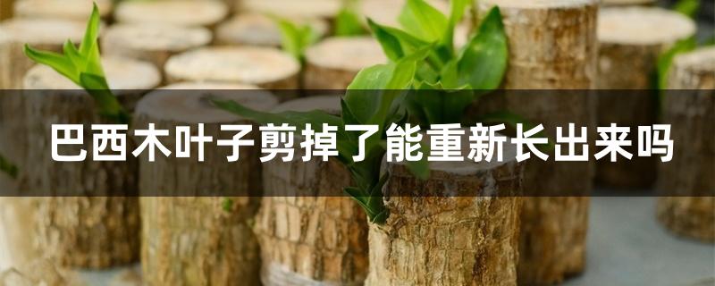 巴西木叶子剪掉了能重新长出来吗 巴西木叶子剪掉了能重新长出来吗