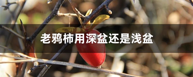 老鸦柿用深盆还是浅盆