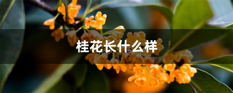 桂花长什么样