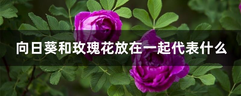 向日葵和玫瑰花放在一起代表什么