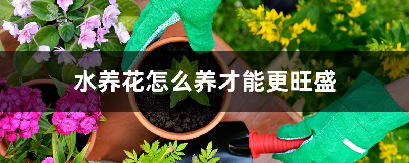 水养花怎么养才能更旺盛 水养花怎么养才能更旺盛